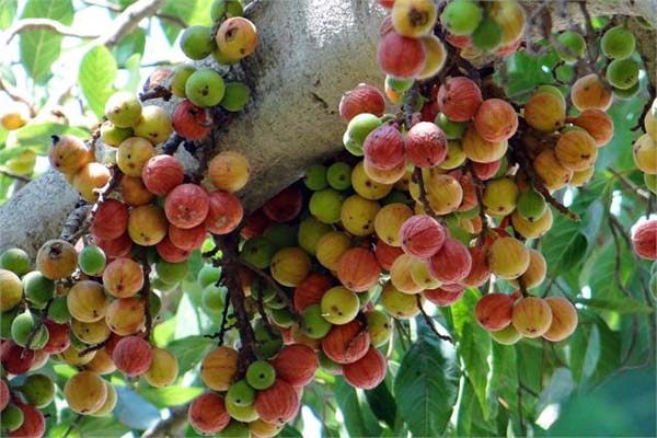 خوبیوں سے بھر پور ہے گولر، پیریڈ- لیوکوریا سمیت کئی پریشانیوں کو دور کرتا ہے