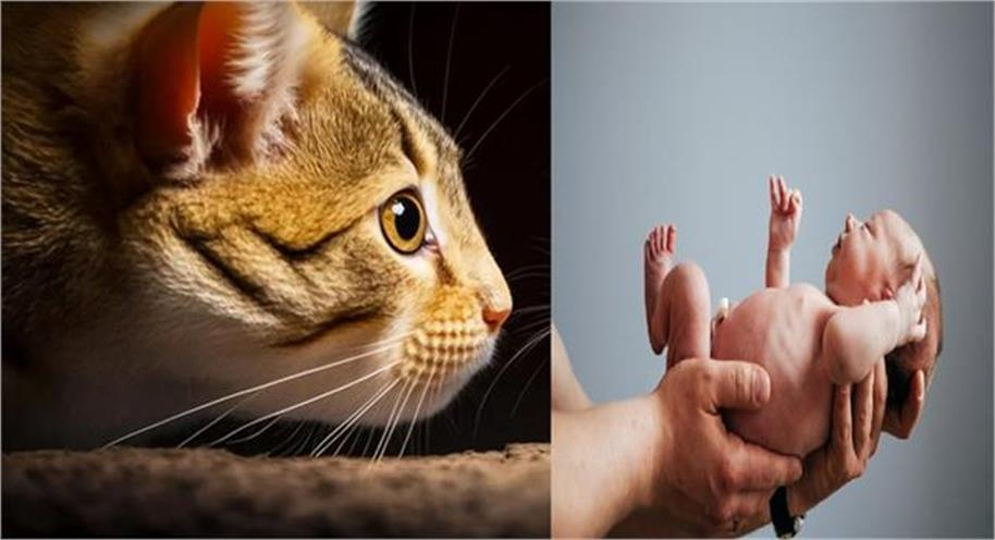 جس گاؤں میں تھا صرف بلیوں کا راج وہاں 30 سال بعد پہلی بار گونجی کلکاری، دور ہوا سنّاٹا