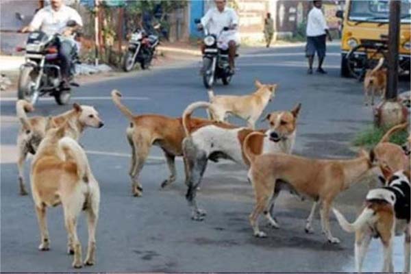 کراچی میں کتوں کی دہشت: 2025 میں 29 ہزار ڈاگ بائیٹ( کتے کے کاٹنے ) کے کیسز، 19 افراد کی ریبیز سے موت