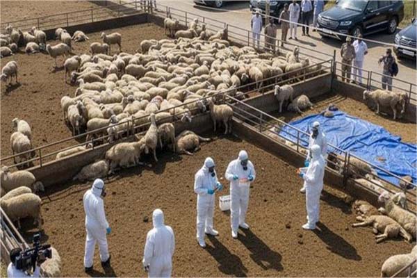 دارالحکومت لکھنو میں 170 بھیڑوں کی پراسرار موت سے مچا ہڑکمپ! زہر یا بڑی لاپرواہی ؟ سی ایم یوگی نے اعلیٰ سطحی جانچ کا دیا حکم