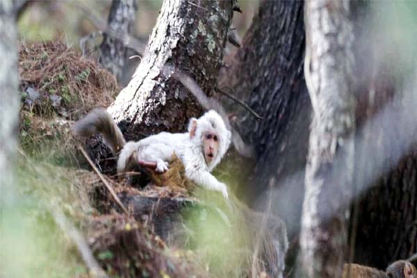 قدرت کا کرشمہ! آسام کے بعد اب ہماچل میں دیکھا گیا سفید بندر