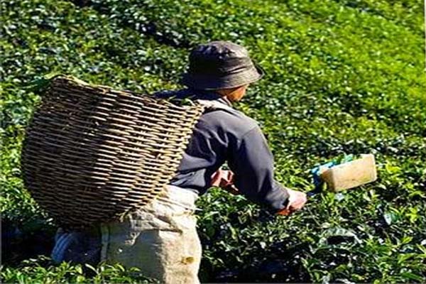 گزشتہ مالی سال میں ہندوستان کی چائے کی برآمدات میں 2.85 فیصد اضافہ ہوا