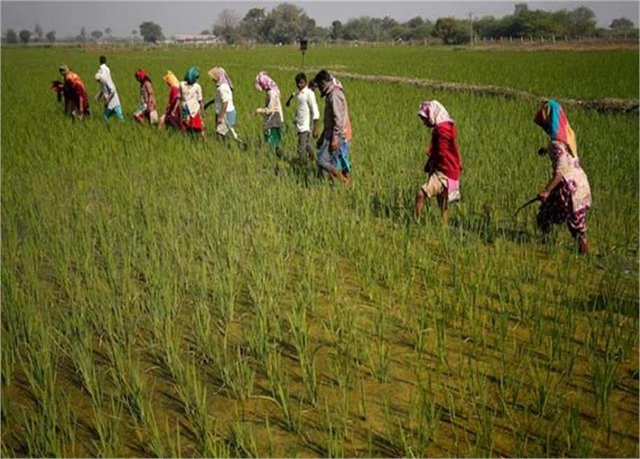 کسانوں کی شرکت میں اضافہ، ایف پی اوز میں 5 ملین سے زائد نے حصہ لیا